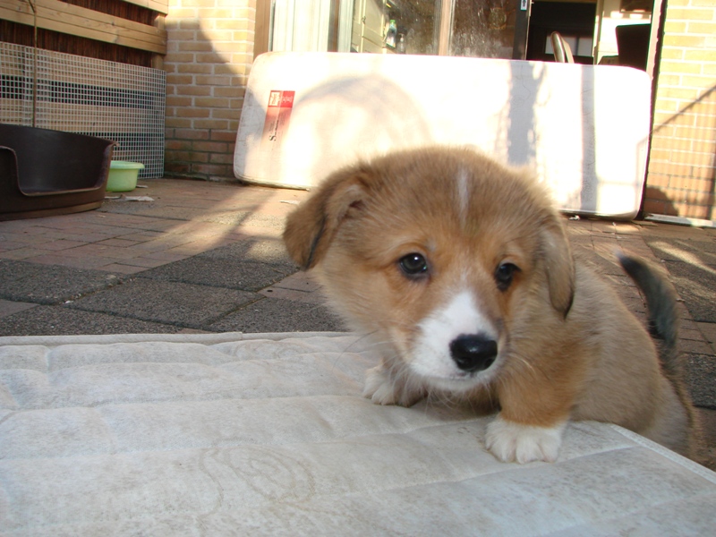 Puppies